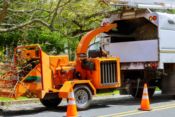 How Our Tree Care Process Works  in  Brices Creek, NC